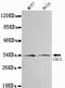 Cyclin Dependent Kinase 1 antibody, LS-C178272, Lifespan Biosciences, Western Blot image 