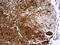 Spermatogenesis Associated 46 antibody, M31943, Boster Biological Technology, Immunohistochemistry paraffin image 