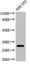 HLA class II histocompatibility antigen, DQ beta 1 chain antibody, CSB-PA14849A0Rb, Cusabio, Western Blot image 