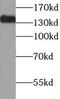 NBR1 Autophagy Cargo Receptor antibody, FNab05568, FineTest, Western Blot image 