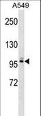PLEKHG5 antibody, LS-C158680, Lifespan Biosciences, Western Blot image 