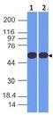 Protein TFG antibody, A02870, Boster Biological Technology, Western Blot image 