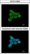 NADH:Ubiquinone Oxidoreductase Subunit AB1 antibody, GTX111875, GeneTex, Immunofluorescence image 