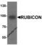 Rubicon Autophagy Regulator antibody, 7943, ProSci Inc, Western Blot image 
