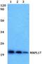 Mitochondrial Ribosomal Protein L17 antibody, PA5-75713, Invitrogen Antibodies, Western Blot image 