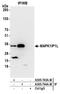Mitogen-Activated Protein Kinase 1 Interacting Protein 1 Like antibody, A305-743A-M, Bethyl Labs, Immunoprecipitation image 