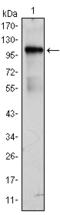 BMX Non-Receptor Tyrosine Kinase antibody, AM06441SU-N, Origene, Western Blot image 