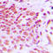 NAB2 antibody, LS-C354040, Lifespan Biosciences, Immunohistochemistry frozen image 