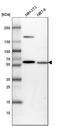 NADP-dependent malic enzyme, mitochondrial antibody, HPA038473, Atlas Antibodies, Western Blot image 