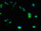 Melanocortin 2 Receptor Accessory Protein 2 antibody, orb36099, Biorbyt, Immunofluorescence image 