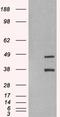 Sirtuin 3 antibody, EB06973, Everest Biotech, Western Blot image 