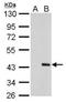 Proline/serine-rich coiled-coil protein 1 antibody, NBP2-43791, Novus Biologicals, Western Blot image 