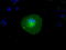 Ring Finger Protein 144B antibody, TA500708, Origene, Immunofluorescence image 