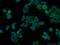 Signal Sequence Receptor Subunit 4 antibody, 11655-2-AP, Proteintech Group, Immunofluorescence image 
