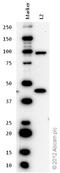 Zinc Finger And BTB Domain Containing 16 antibody, ab39354, Abcam, Western Blot image 