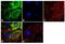 Coatomer Protein Complex Subunit Beta 1 antibody, GTX22915, GeneTex, Immunocytochemistry image 