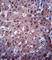 Cytochrome P450 Family 2 Subfamily C Member 19 antibody, abx032948, Abbexa, Western Blot image 