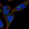 Zinc Finger Protein 583 antibody, NBP2-48570, Novus Biologicals, Immunofluorescence image 