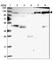 Coronin 7 antibody, HPA041657, Atlas Antibodies, Western Blot image 