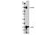 Cadherin 2 antibody, 14215S, Cell Signaling Technology, Western Blot image 