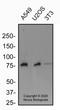 Nuclear Receptor Subfamily 1 Group H Member 4 antibody, NB400-153, Novus Biologicals, Western Blot image 