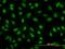 YY1 Transcription Factor antibody, H00007528-M04, Novus Biologicals, Immunofluorescence image 