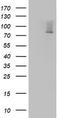 2'-5'-Oligoadenylate Synthetase 2 antibody, TA802805, Origene, Western Blot image 