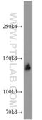 Serine And Arginine Repetitive Matrix 1 antibody, 12822-1-AP, Proteintech Group, Western Blot image 