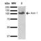 Axin 1 antibody, SPC-721D-A655, StressMarq, Western Blot image 