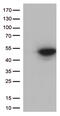 Cyclin Dependent Kinase 15 antibody, CF811933, Origene, Western Blot image 