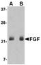 Fibroblast Growth Factor 4 antibody, orb74928, Biorbyt, Western Blot image 