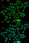 PRX-3 antibody, 18-929, ProSci, Immunofluorescence image 