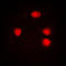 ETS-related transcription factor Elf-5 antibody, LS-C352155, Lifespan Biosciences, Immunofluorescence image 
