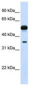 Dimethylarginine Dimethylaminohydrolase 1 antibody, TA334438, Origene, Western Blot image 