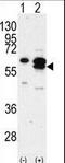 Calcium/Calmodulin Dependent Protein Kinase IG antibody, LS-C100803, Lifespan Biosciences, Western Blot image 
