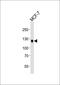 Dehydrogenase/Reductase 7 antibody, orb2420, Biorbyt, Western Blot image 