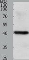 Wnt Family Member 9A antibody, TA321575, Origene, Western Blot image 