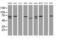 Coiled-Coil Domain Containing 93 antibody, MA5-26450, Invitrogen Antibodies, Western Blot image 