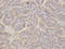 Golgin A2 antibody, LS-B14891, Lifespan Biosciences, Immunohistochemistry frozen image 