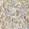 MAGE Family Member D1 antibody, LS-C331254, Lifespan Biosciences, Immunohistochemistry paraffin image 