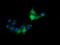 Cancer/Testis Antigen 1B antibody, LS-C787941, Lifespan Biosciences, Immunofluorescence image 