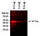 V5 epitope tag antibody, 37-7500-A555, Invitrogen Antibodies, Western Blot image 