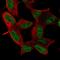 MIER Family Member 3 antibody, HPA065946, Atlas Antibodies, Immunofluorescence image 