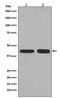 Phosphoglycerate kinase antibody, M01449, Boster Biological Technology, Western Blot image 