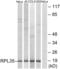 Ribosomal Protein L35 antibody, abx014125, Abbexa, Western Blot image 