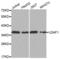 U2 Small Nuclear RNA Auxiliary Factor 1 antibody, abx004679, Abbexa, Western Blot image 