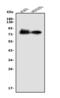 Nectin Cell Adhesion Molecule 2 antibody, A08081-2, Boster Biological Technology, Western Blot image 