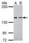Collectin Subfamily Member 12 antibody, PA5-30835, Invitrogen Antibodies, Western Blot image 