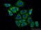 GRB10 Interacting GYF Protein 2 antibody, 24790-1-AP, Proteintech Group, Immunofluorescence image 