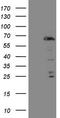 Forkhead Box O4 antibody, LS-C798567, Lifespan Biosciences, Western Blot image 
